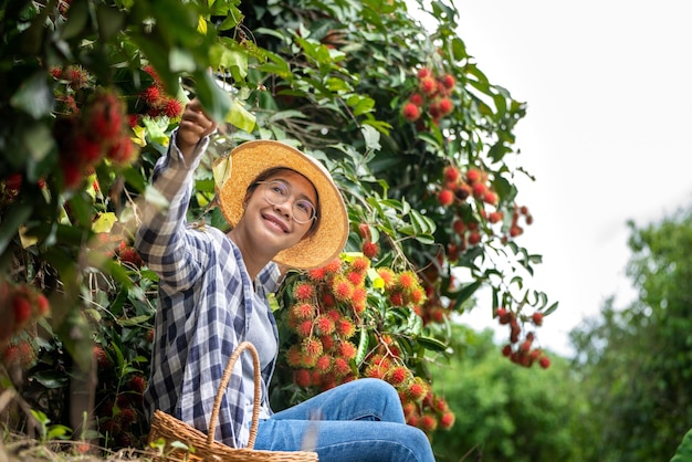 Cosecha de rambután por Smart Woman Farmer en la granja orgánica de frutas de rambután