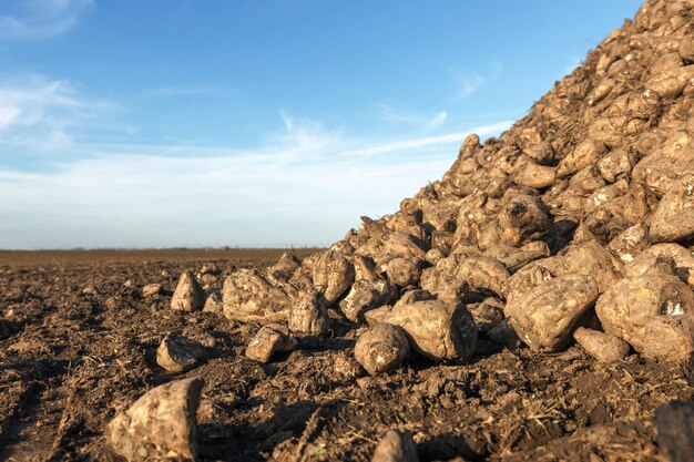 Foto cosecha de remolacha azucarera, pila de remolacha azucarera, cosecha.