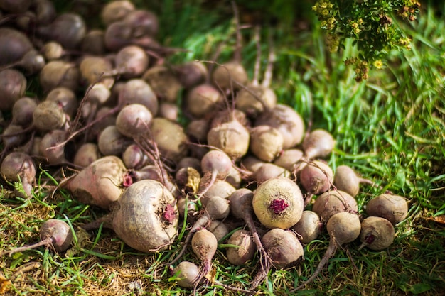 Cosecha de remolacha recolectada en el jardín Trabajo de plantación Cosecha de otoño y concepto de alimentos orgánicos saludables de cerca con enfoque selectivo