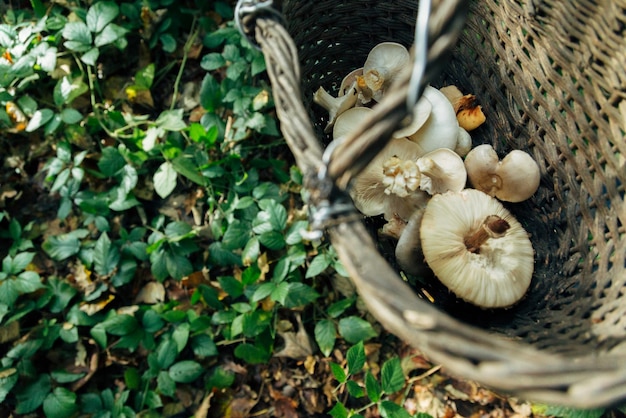 Cosecha de setas en la mitad del gran bosque de la canasta con setas