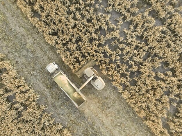 Cosecha de sorgo en La Pampa Argentina