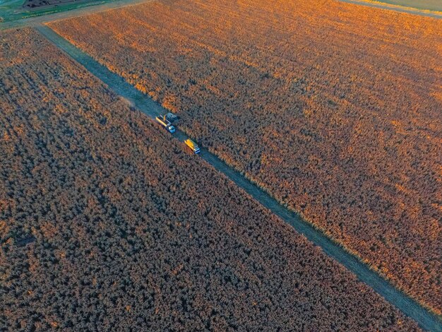 Cosecha de sorgo en La Pampa Argentina