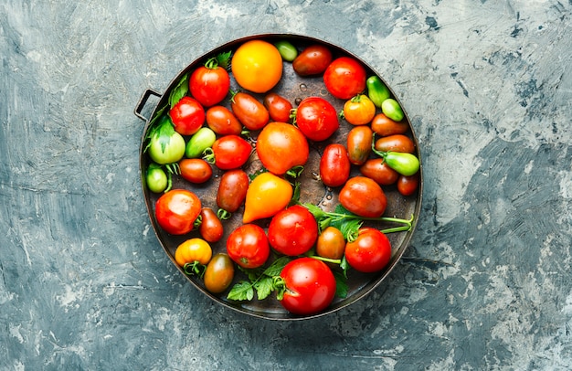 Cosecha de tomate fresco