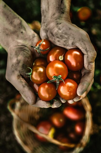 Cosecha de tomate en otoño