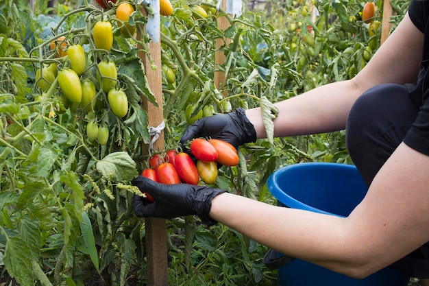 Cosecha de tomates maduros rojos cultivados en un jardín al aire libre en un día soleado