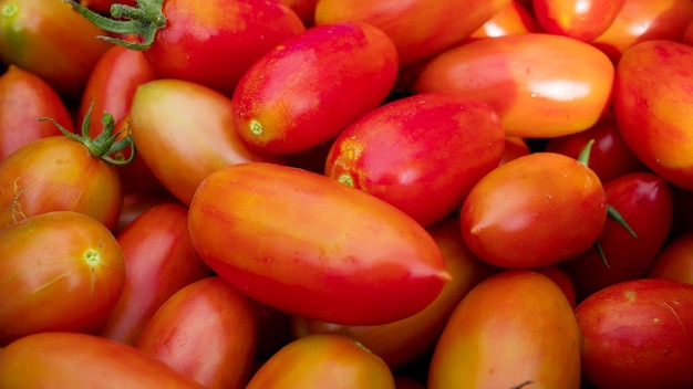 Cosecha de tomates maduros rojos cultivados en un jardín al aire libre en un día soleado