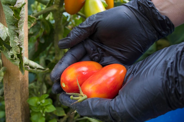 Cosecha de tomates maduros rojos cultivados en un jardín al aire libre en un día soleado