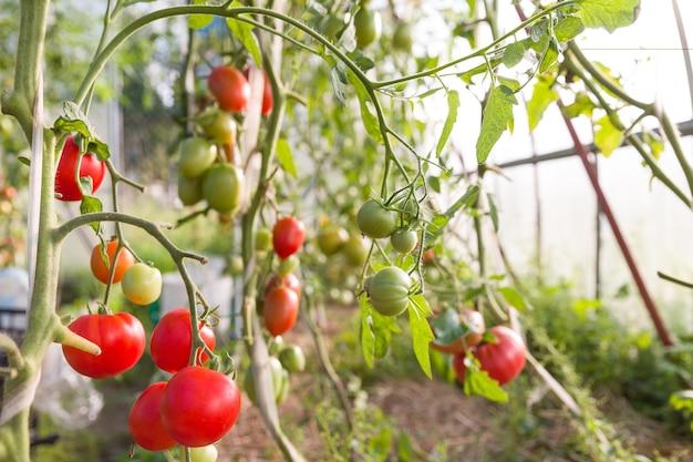 Cosecha de tomates orgánicos frescos en invernadero en un día soleado. Concepto de jardinería