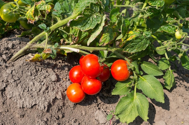 Cosecha de tomates orgánicos rojos que crecen en un jardín casero