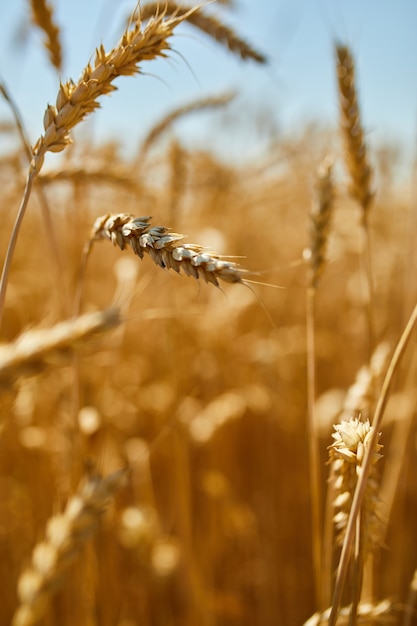 Cosecha de trigo, campo de trigo en el fondo de cielo azul en el día de sol, verano
