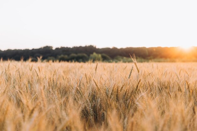 cosecha de trigo, campo de trigo en el fondo del cielo azul bajo el sol. agricultura.