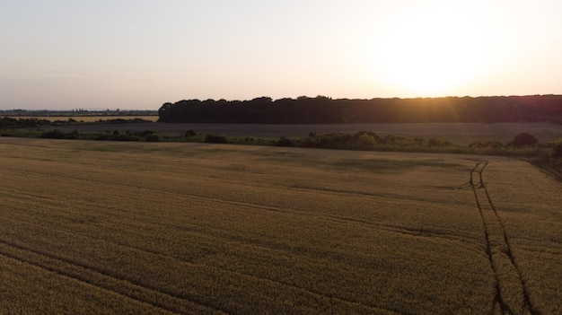 cosecha de trigo, campo de trigo en el fondo del cielo azul bajo el sol. agricultura.