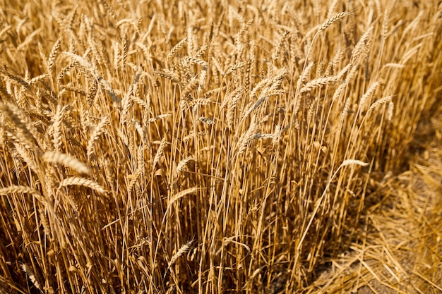 Cosecha de trigo de cerca, fondo de campo de trigo en el día de sol, verano, agricultura.