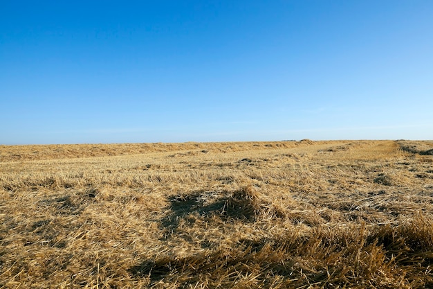 Cosecha de trigo, cereales - campo agrícola en el que la cosecha de trigo, verano,