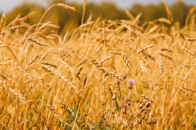 Cosecha: el trigo maduro crece en el campo. Primer plano de grano dorado