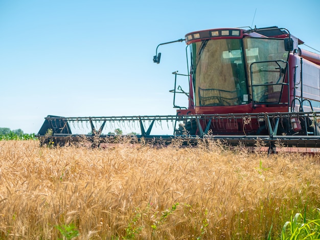 Cosecha de trigo en verano. Cosechadora roja trabajando en el campo. Cosechadora de máquina agrícola de cosecha de trigo maduro de oro en el campo.