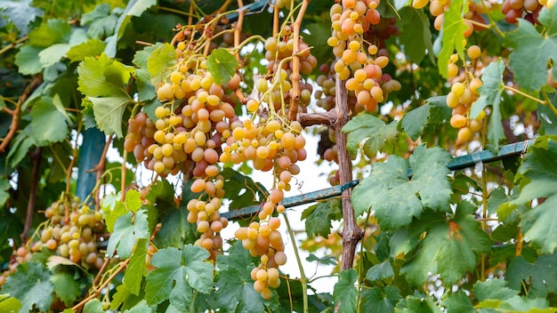 Cosecha de uva verde con hojas Cosecha de fruta de uva verde madura en la naturaleza para la alimentación y la vid en otoño Barreras de uva moscatel verde que crecen en el vino en el viñedo Banner web largo