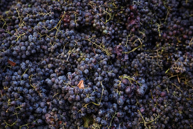 Cosecha de uvas azules para la producción de vino