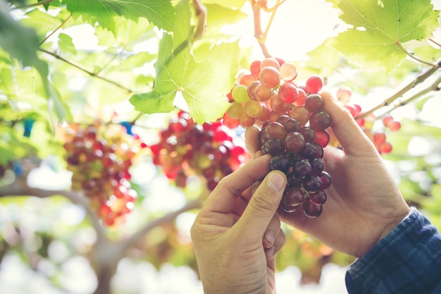 Cosecha de uvas, granjero en el viñedo.