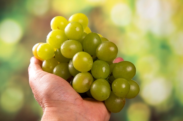 La cosecha de uvas en la mano del agricultor