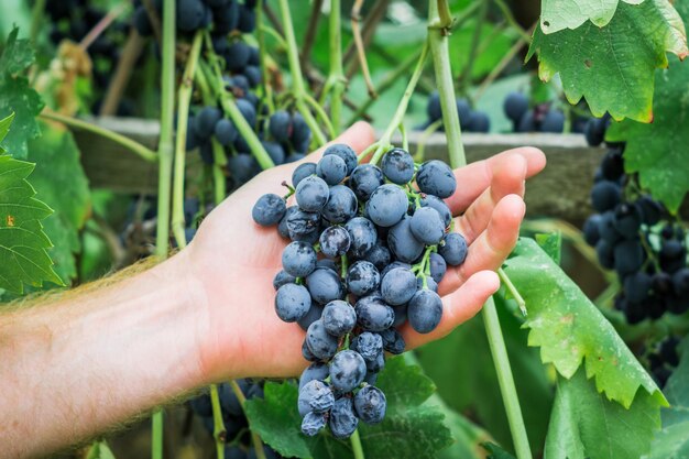 Foto cosecha de uvas negras maduras en la mano del agricultor