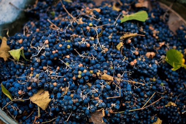 Cosecha de uvas oscuras para vino en una cesta.