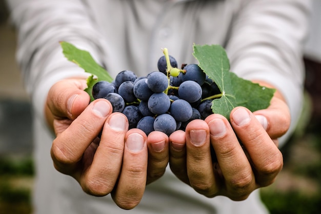 Cosecha de uvas en otoño