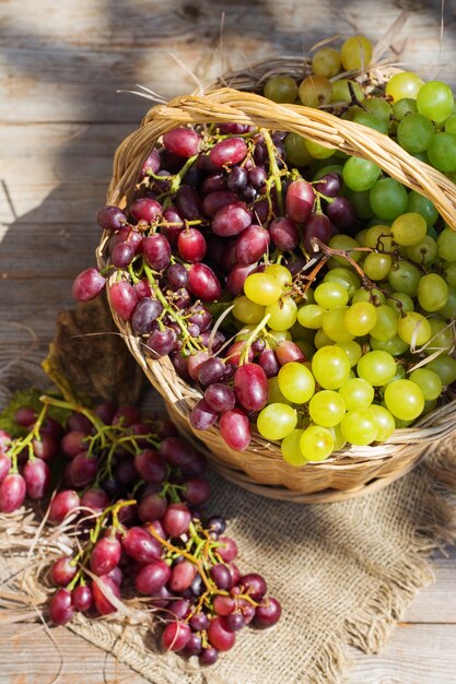 Cosecha de uvas de vino orgánicas frescas en la canasta de otoño