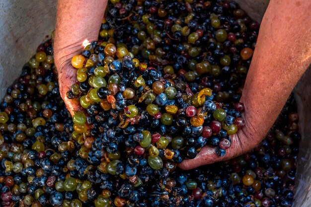 La cosecha de las uvas