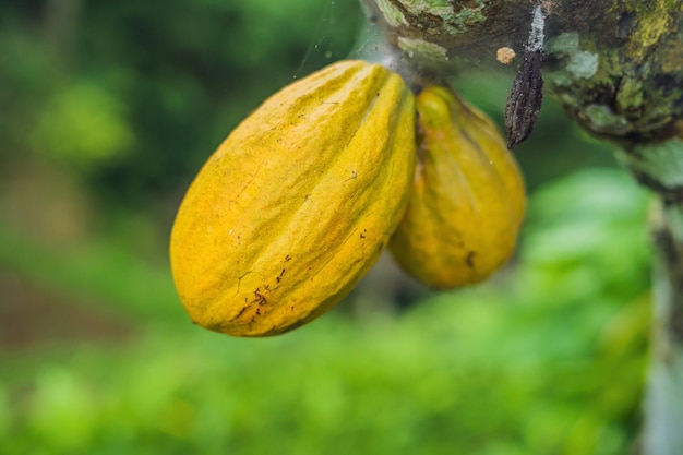 Cosecha de vainas de cacao en plantaciones agrícolas naturales.