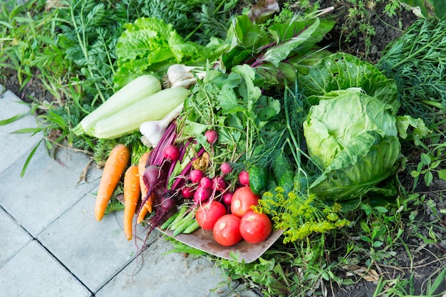 Cosecha de verduras frescas en el jardín.