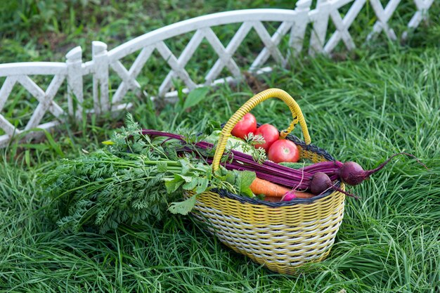 Cosecha de verduras frescas en el jardín.