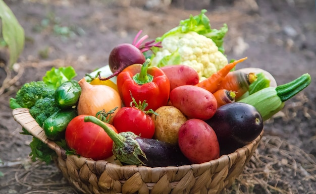 Cosecha verduras en el jardín. Enfoque selectivo. naturaleza.