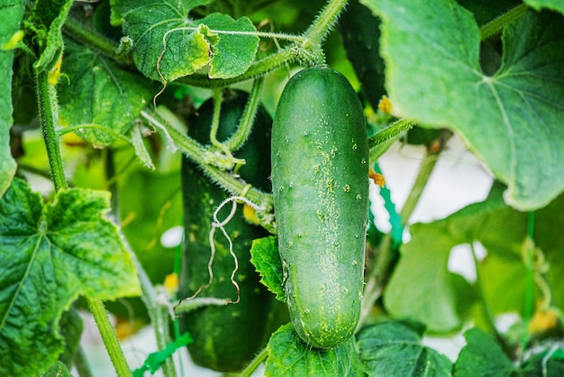 Cosecha de verduras Pepino verde maduro en una ramita