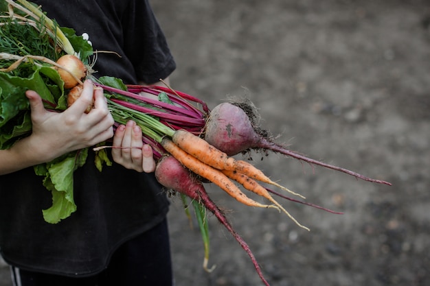 Cosecha verduras, remolachas, zanahorias, cebollas, ajo, hierbas.