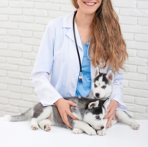 Cosecha de veterinaria mujer joven y sonriente en la clínica moderna sosteniendo con las manos, cuidando, abrazando pequeños perros husky. Doctor en blanco con perrito de pelaje gris y ojos azules.