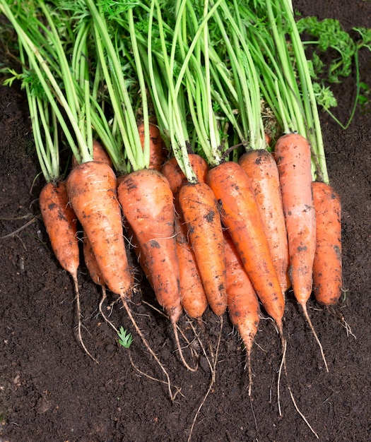 Cosecha de zanahorias en campo