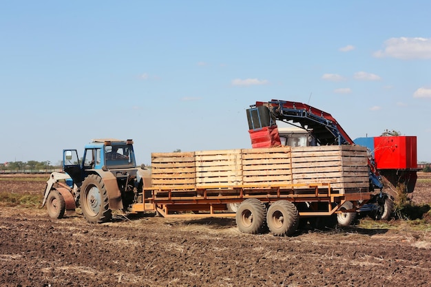 Cosecha de zanahorias con equipos agrícolas modernos en el campo