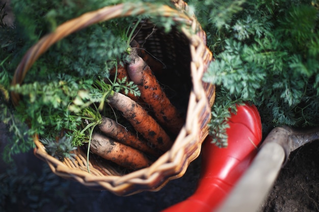 Cosecha de zanahorias. muchas zanahorias en una canasta en el jardín, botas de goma rojas y una pala.