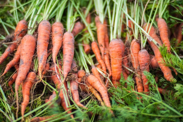 Cosecha de zanahorias recolectada en el jardín Trabajo de plantación Cosecha de otoño y concepto de alimentos orgánicos saludables de cerca con enfoque selectivo