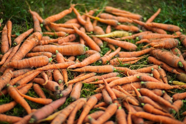 Cosecha de zanahorias recolectada en el jardín Trabajo de plantación Cosecha de otoño y concepto de alimentos orgánicos saludables de cerca con enfoque selectivo