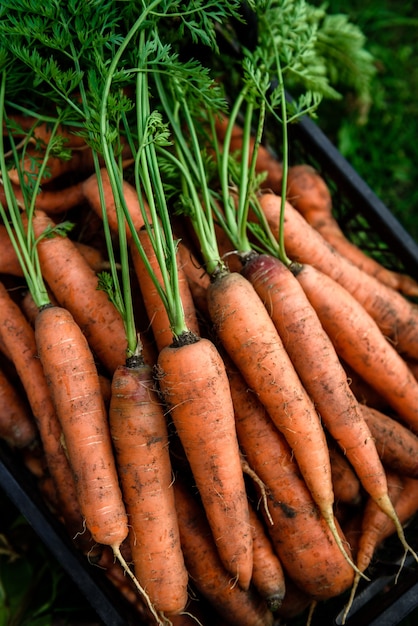 Cosecha de zanahorias. zanahoria fresca en caja negra.