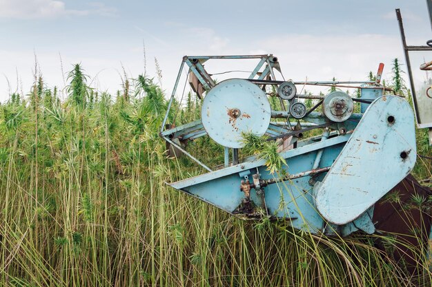 El cosechador quita la cosecha en la plantación de cáñamo