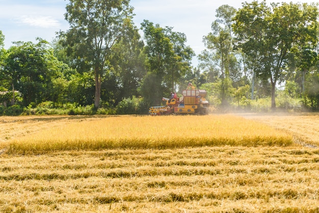 Cosechadora en acción en campo de arroz. La recolección es el proceso de recolección de un cultivo maduro.