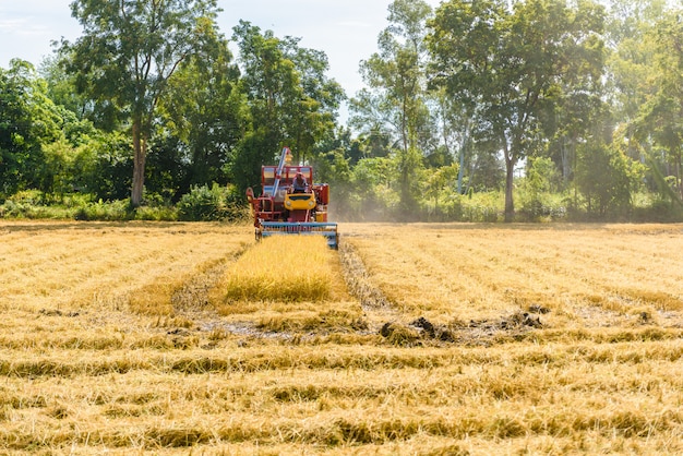 Cosechadora en acción en campo de arroz. La recolección es el proceso de recolección de un cultivo maduro.