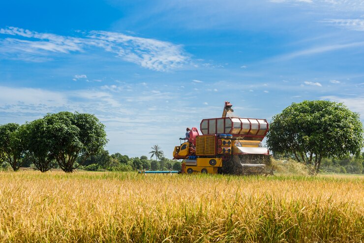 Cosechadora en acción en campo de arroz. La recolección es el proceso de recolección de un cultivo maduro.