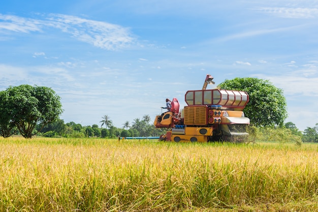 Cosechadora en acción en campo de arroz. La recolección es el proceso de recolección de un cultivo maduro.