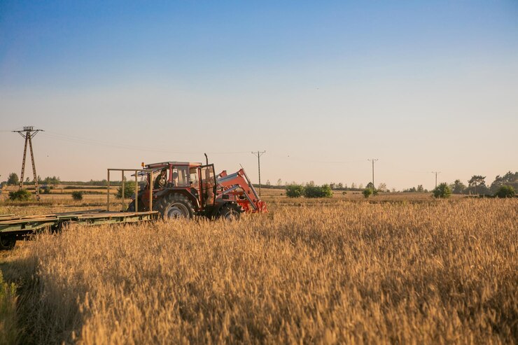 Cosechadora en acción en campo de trigo. La cosecha es el proceso de recolectar una cosecha madura