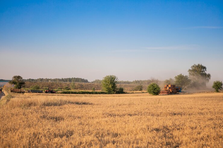Cosechadora en acción en campo de trigo. La cosecha es el proceso de recolectar una cosecha madura
