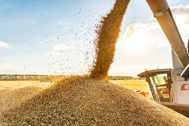 Cosechadora en el campo de trigo el proceso de carga de la cosecha de grano